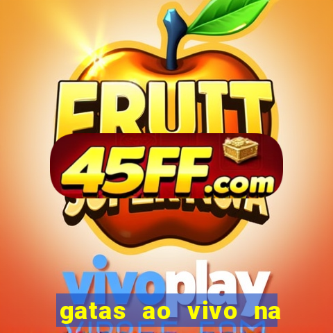 gatas ao vivo na web cam